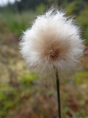 Eriophorum chamissonis