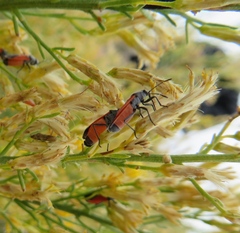 Melanopleurus belfragei