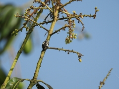 Protaetia aurichalcea