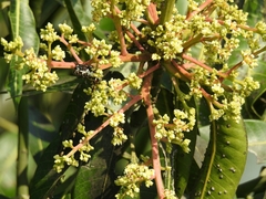 Protaetia aurichalcea