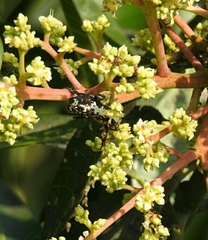 Protaetia aurichalcea