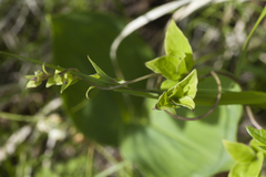Codonopsis ussuriensis