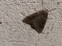 Theria rupicapraria