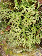Pseudocyphellaria carpoloma