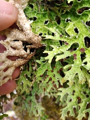 Pseudocyphellaria carpoloma