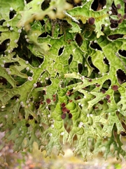 Pseudocyphellaria carpoloma