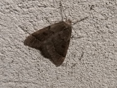 Theria rupicapraria
