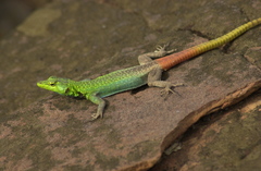 Platysaurus intermedius