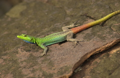 Platysaurus intermedius