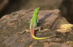 Platysaurus intermedius
