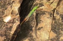 Platysaurus intermedius