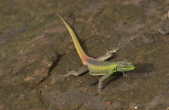 Platysaurus intermedius