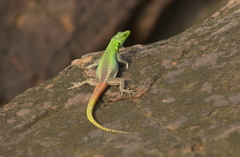 Platysaurus intermedius