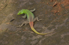 Platysaurus intermedius