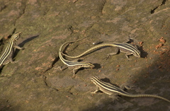 Platysaurus intermedius