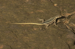 Platysaurus intermedius
