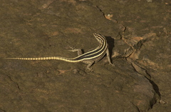 Platysaurus intermedius