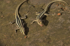 Platysaurus intermedius