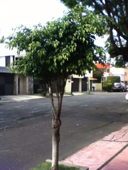 Ficus benjamina