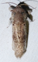 Cossoidea