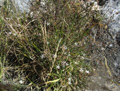 Wahlenbergia thulinii