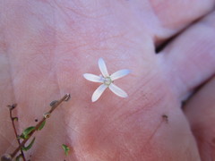 Wahlenbergia thulinii