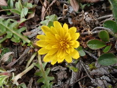 Taraxacum cordilleranum