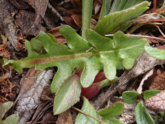 Taraxacum cordilleranum