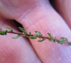 Wahlenbergia thulinii