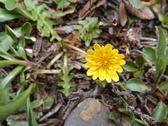 Taraxacum cordilleranum