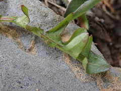 Taraxacum cordilleranum