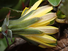 Taraxacum cordilleranum