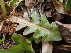 Taraxacum cordilleranum