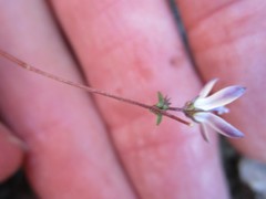 Wahlenbergia thulinii