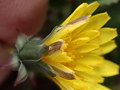 Taraxacum cordilleranum