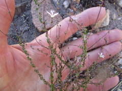 Wahlenbergia thulinii