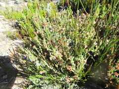 Erica oreotragus