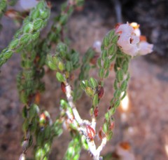 Erica oreotragus