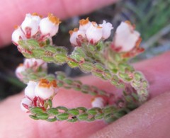 Erica oreotragus