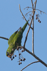 Psittacara chloropterus