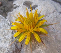 Berkheya cruciata cruciata