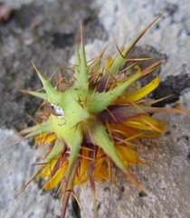 Berkheya cruciata cruciata