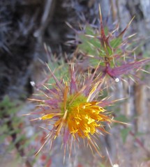 Berkheya cruciata cruciata
