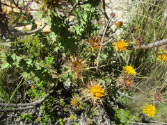 Berkheya cruciata cruciata