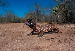 Heloderma suspectum