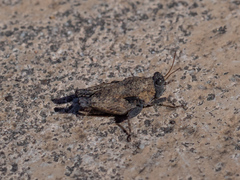 Paratettix argillaceus