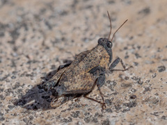 Paratettix argillaceus