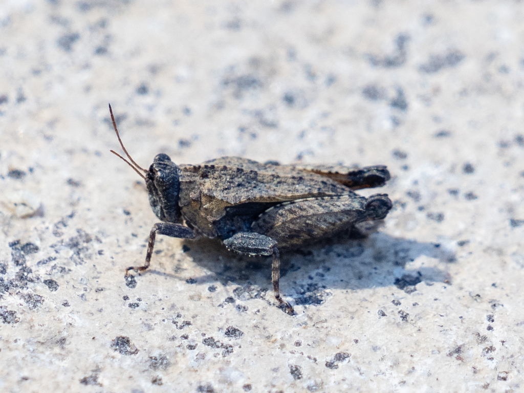 Paratettix argillaceus