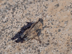 Paratettix argillaceus