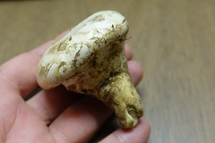 Catathelasma ventricosum